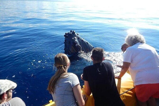 2.5 Hour Whale Escape Tour - Key takeaways before you go