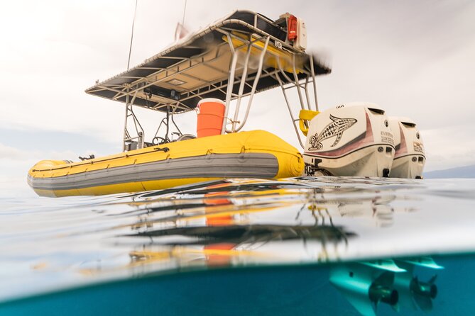 2.5 Hour Whale Escape Tour - Meeting point, boat vibe, and who this fits best