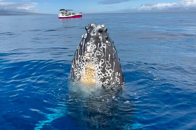 2 hour Lahaina Sunrise Whale Watch - Key points that matter on this Maui sunrise whale watch