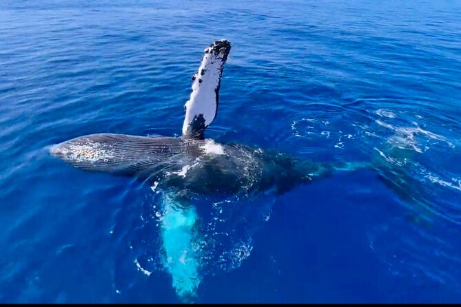 2 hour Lahaina Sunrise Whale Watch - Why an early Lahaina departure is the whole point