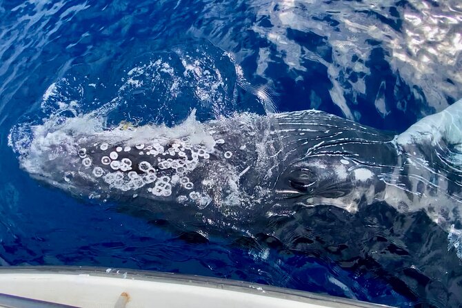 2 hour Lahaina Sunrise Whale Watch - The hydrophone experience: hearing whale songs at the surface