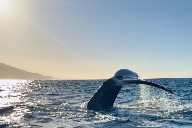2 hour Lahaina Sunrise Whale Watch - Should you book this Lahaina sunrise whale watch?