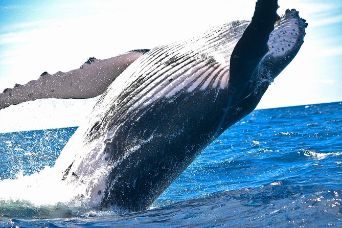 2-Hour Ma'alaea Humpback Whale Watching Cruise for up to 6 Guests - Key things to know before you go