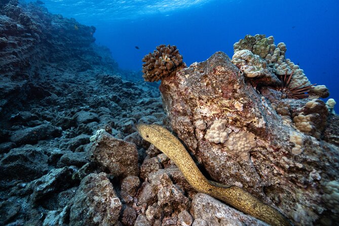 2-Tank Dive Featuring the Molokini Crater - Price and value: is $249 fair for Molokini + two tanks?