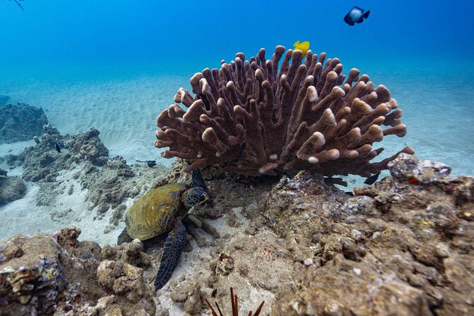2-Tank Dive Featuring the Molokini Crater - Gear, measurements, and the info you must send before boarding