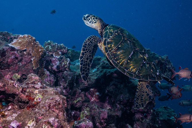2-Tank Maui Turtle Scuba Dive or Snorkel Boat Tour - What You’ll See Around 40 Feet: Turtles, Rays, Sharks, and the Small Stuff