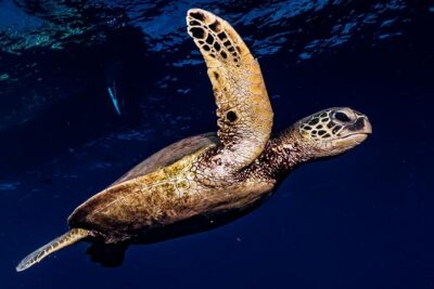 2-Tank Maui Turtle Scuba Dive or Snorkel Boat Tour - How the Two-Tank Schedule Works (and why it’s less stressful)