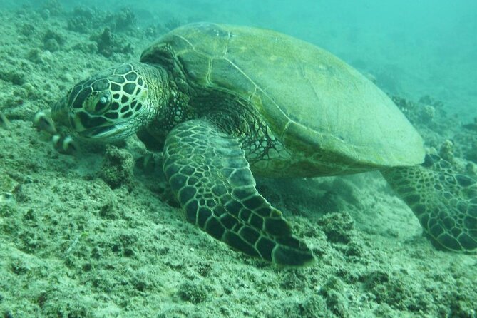 3-Hour Small-Group Maalaea Luxury Snorkel Cruise Tour - Molokini Crater Sail-By: Seeing the Famous Thing Without Burning Your Whole Day