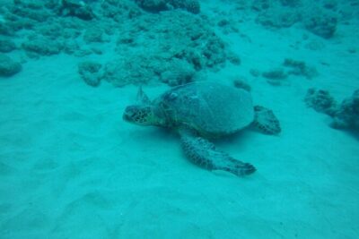 3-Hour Small-Group Maalaea Luxury Snorkel Cruise Tour - Maalaea General Store Check-In: The Local Start You’ll Appreciate