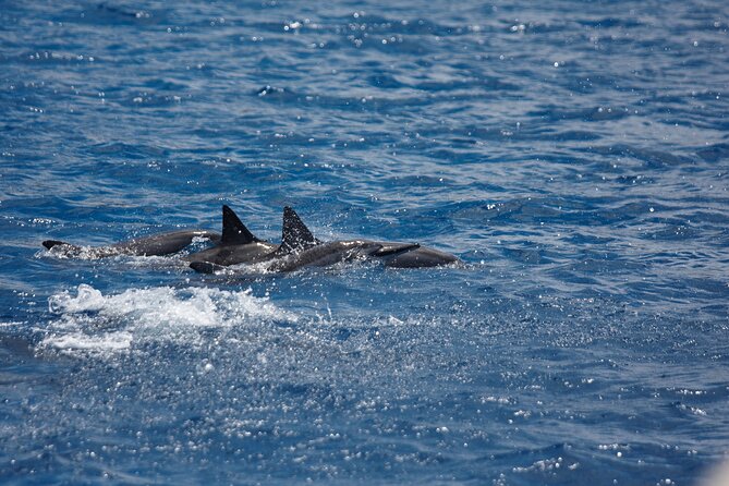 3-Hour Small-Group Maalaea Luxury Snorkel Cruise Tour - The Crew Makes or Breaks a Nervous-Snorkeler Day