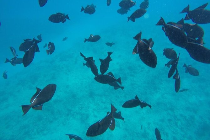 3-Hour Small-Group Maalaea Luxury Snorkel Cruise Tour - Gear, Comfort, and What’s Included (So You Don’t Overpack)