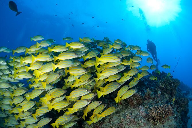 3-Tank Dive Featuring the Molokini Crater - Price check: is $375 for three tanks good value?