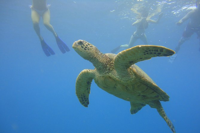 Afternoon Adventure Snorkel from Ka'anapali - Key Things I’d Focus On Before You Go