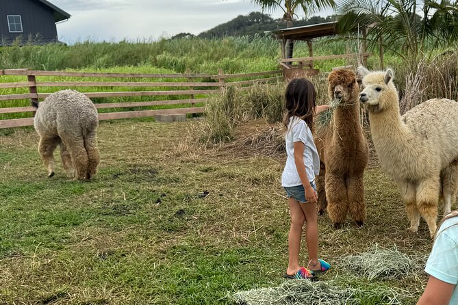 Alpaca Farm Experience on the Road to Hana - Key reasons this stop works