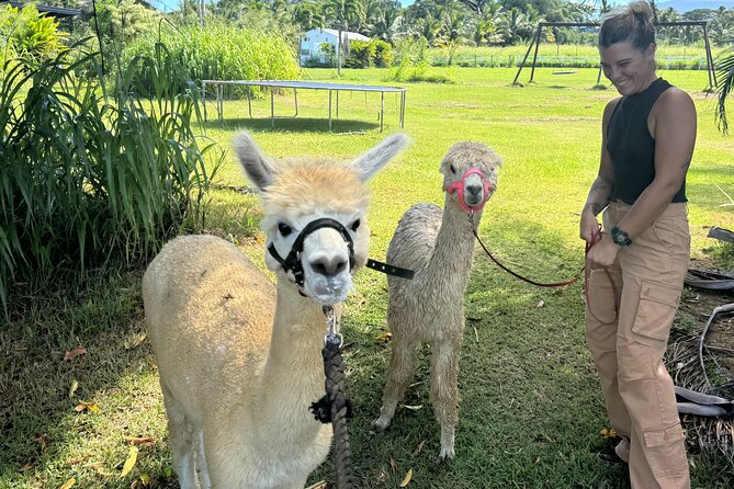 Alpaca Farm Experience on the Road to Hana - A 30-Minute Alpaca Stop on the Road to Hana