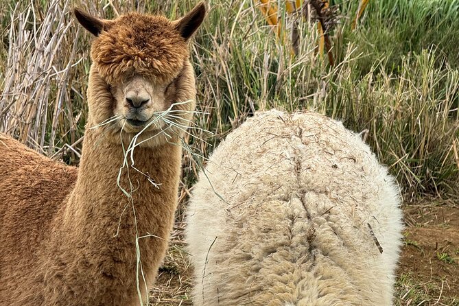 Alpaca Farm Experience on the Road to Hana - What “meet the alpacas” really feels like