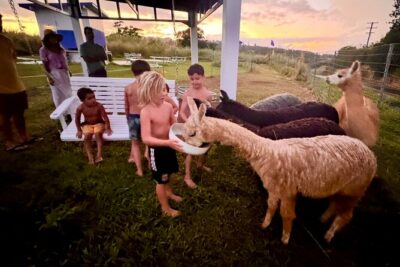 Alpaca Farm Experience on the Road to Hana - Finding 4930 Hana Hwy in Haiku (and keeping your day on track)
