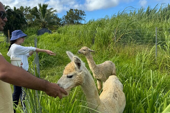 Alpaca Farm Experience on the Road to Hana - Snacks and water: a small inclusion with big payoff