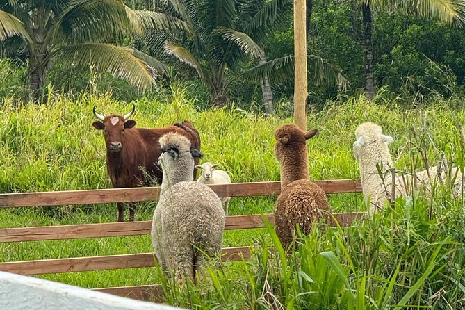 Alpaca Farm Experience on the Road to Hana - Private means quieter and more flexible