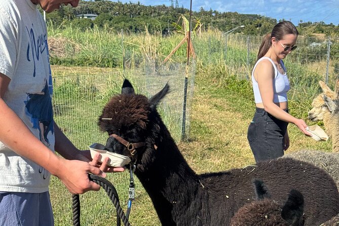 Alpaca Farm Experience on the Road to Hana - Timing, weather, and the one thing to watch closely