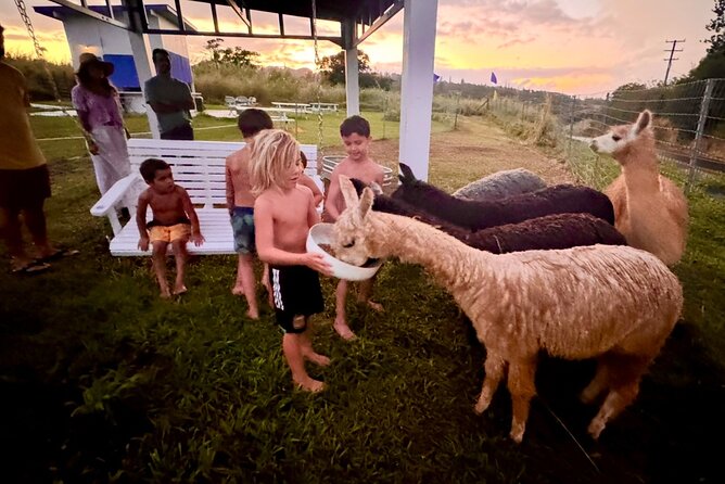 Alpaca Farm Experience on the Road to Hana - Finding 4930 Hana Hwy in Haiku (and keeping your day on track)