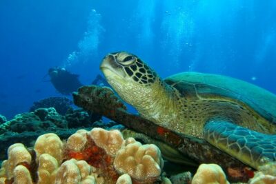 Beginner Scuba Dive in Lahaina: Swimming Required - Wildlife Sightings: Turtles, Eels, and Fish Schools Close to the Training Area
