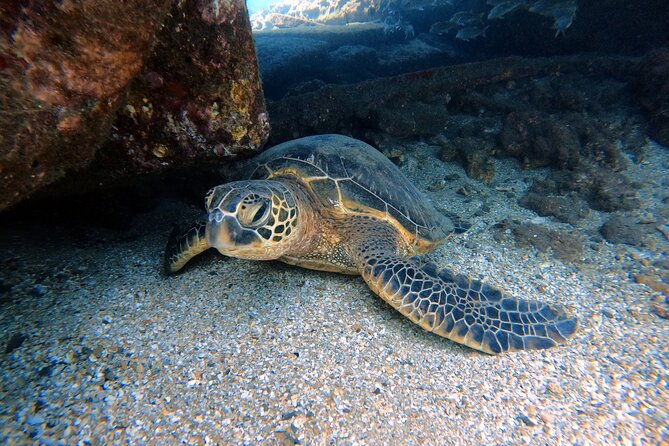 Certified Divers! Scuba dive the Ka'anapali Coast and more! - Quick hits before you go