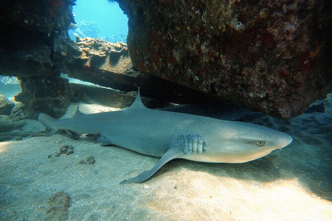 Certified Divers! Scuba dive the Ka'anapali Coast and more! - West Maui shore-based scuba: what you’ll actually see