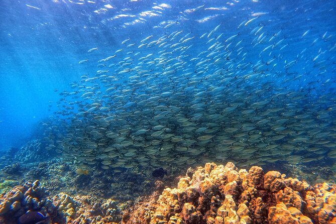 Certified Divers! Scuba dive the Ka'anapali Coast and more! - Certified-only rules, the 50-lb carry, and the English requirement