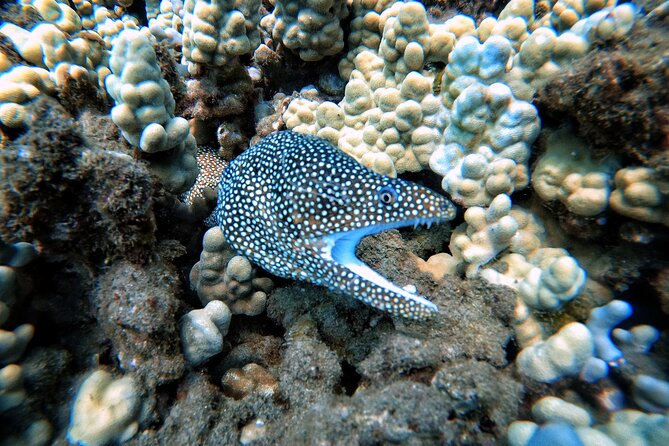 Certified Divers! Scuba dive the Ka'anapali Coast and more! - Marine life hunting on the Ka’anapali Coast: turtles, rays, sharks, and critters