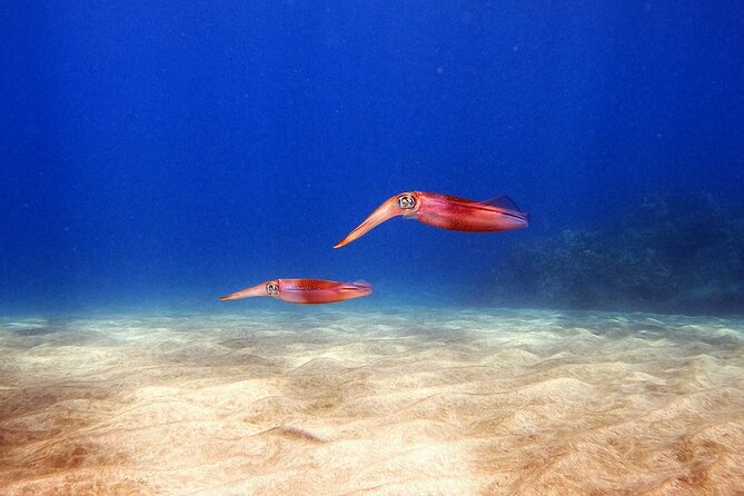 Certified Divers! Scuba dive the Ka'anapali Coast and more! - Gear, logistics, and the pre-reef prep you should do