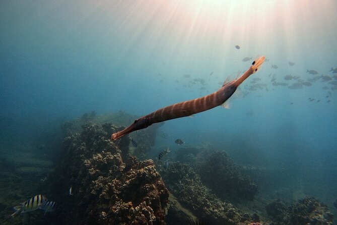 Certified Divers! Scuba dive the Ka'anapali Coast and more! - Potential sites and what to ask before you commit