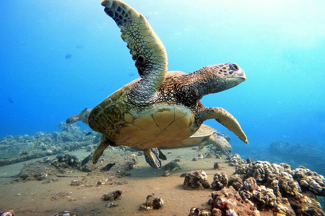 Certified Divers! Scuba dive the Ka'anapali Coast and more! - Where it starts at Kahekili Beach Park and how the timing works