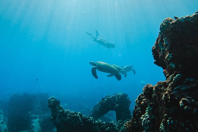 Coral Gardens Coastal Snorkel & Sail - Whale watching: your captain actively hunts for the best odds