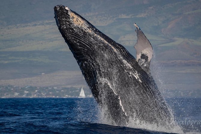 Custom Private Adventure - Price and Value: What $2,867 Buys on Maui