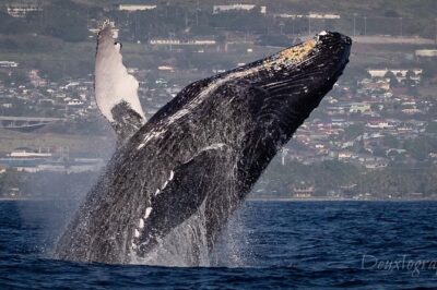 Custom Private Adventure - Starting in Lahaina: How Check-In Works and Why It Matters