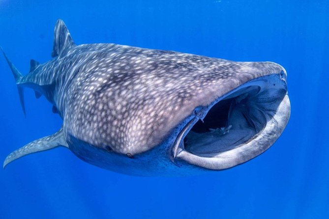 Custom Private Adventure - Snorkeling on Maui or Lanai: Sea Turtles, Dolphins, and Seasonal Whales