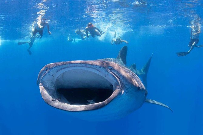 Custom Private Adventure - SCUBA Options: Certified Participants and Intro SCUBA on Request
