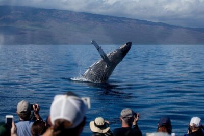 Deluxe Whale Watching Sail on Maui - Getting to the Pacific Whale Foundation and finding your flow