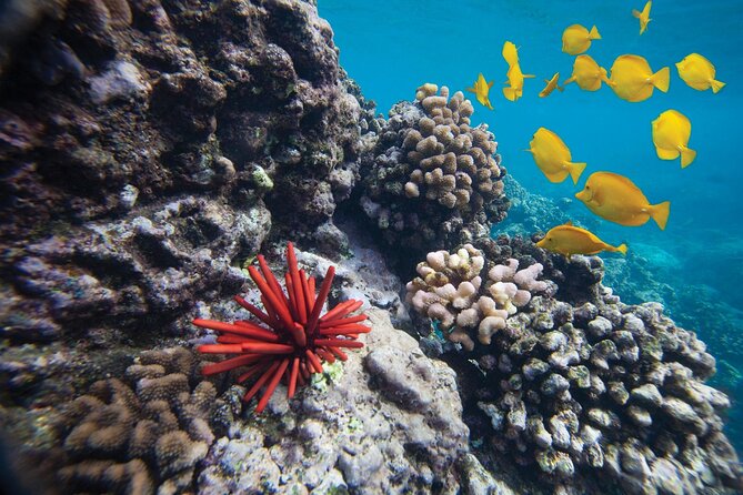 Discover the Magic of Coral Garden’s Turtle Town - Maalaea Harbor - Getting Confident in the Water: Learn-to-Snorkel + Fish ID