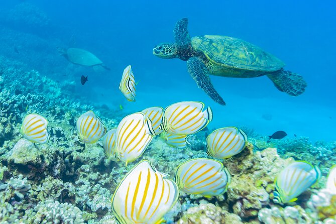 Discover the Magic of Coral Garden’s Turtle Town - Maalaea Harbor - Boat Comfort, Restrooms, and Safety That Feels Practical