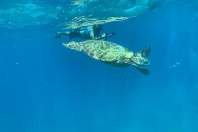 E-Scooter Snorkel With Photo and Video At Turtle Town - Getting comfortable fast: swimming expectations and beginner fit