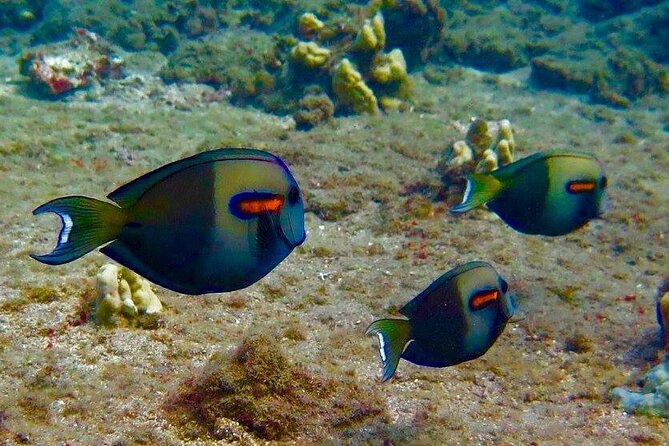 Eco Sea Scooter Beach Entry - Rent a GoPro Video tape Sea Turtles - Guides, coaching, and confidence: what makes the experience feel safe