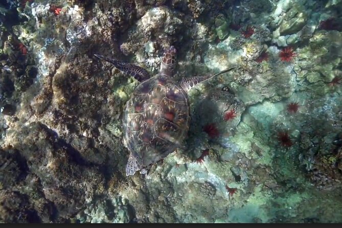 Eco Sea Scooter Beach Entry - Rent a GoPro Video tape Sea Turtles - What you should bring (and what you can skip)