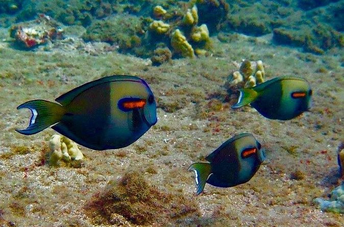 Eco Sea Scooter Beach Entry - Rent a GoPro Video tape Sea Turtles - Who this tour suits best in Maui
