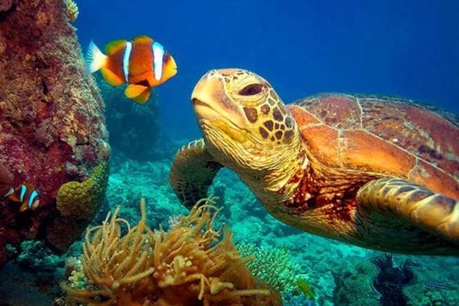 Eco Sea Scooter Guided Beach Tour From The Famous Kapalua Bay - Price and value: $179 for a small-group scooter snorkel session