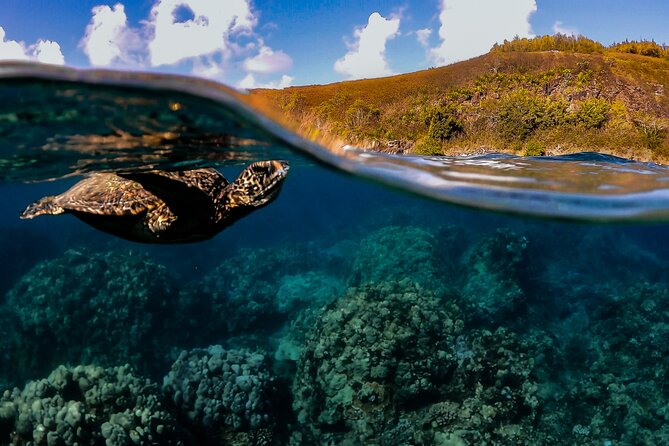 First Timers and Non-Swimmers Snorkeling Experience in Wailea - Key things that make this snorkeling tour work
