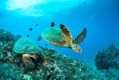 Four Winds Maui Afternoon Snorkel Tour to Coral Gardens - Mā‘alaea Harbor to Coral Gardens: What the Route Means