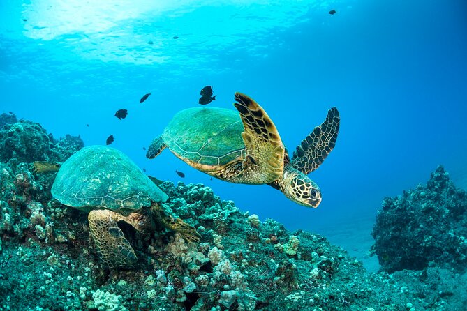 Four Winds Maui Afternoon Snorkel Tour to Coral Gardens - Mā‘alaea Harbor to Coral Gardens: What the Route Means