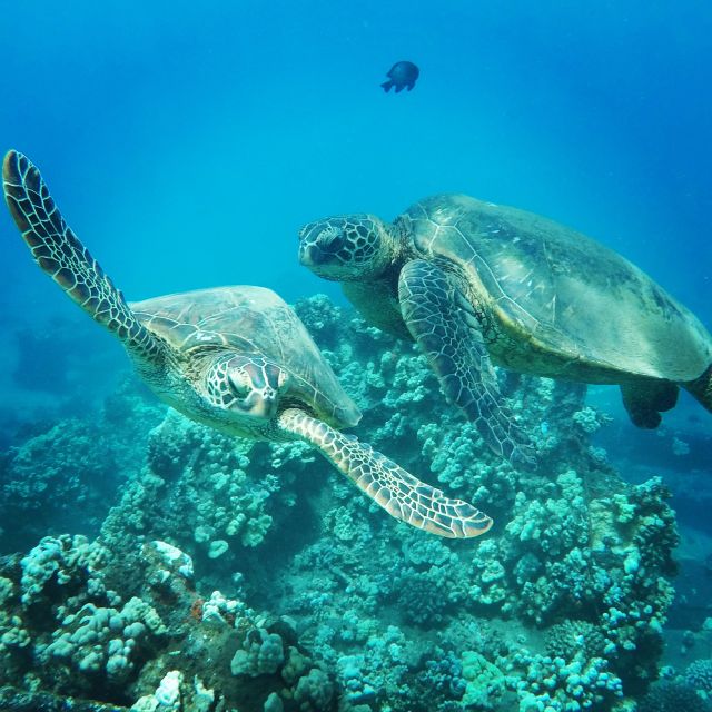 From Kaanapali: Afternoon West Maui Snorkeling w/ Drinks - Snorkeling gear and crew guidance that actually helps